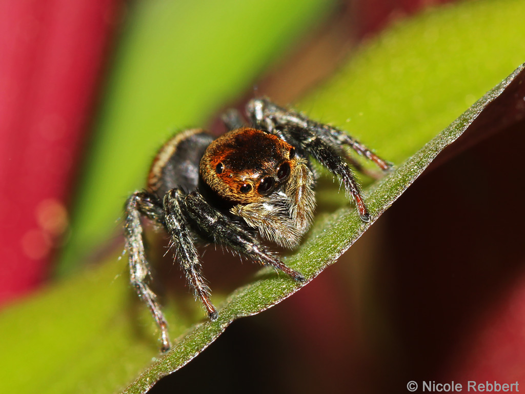 Jumping spider