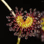 Drosera stolonifera