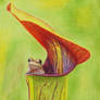 It's a trap - frog in pitcher plant