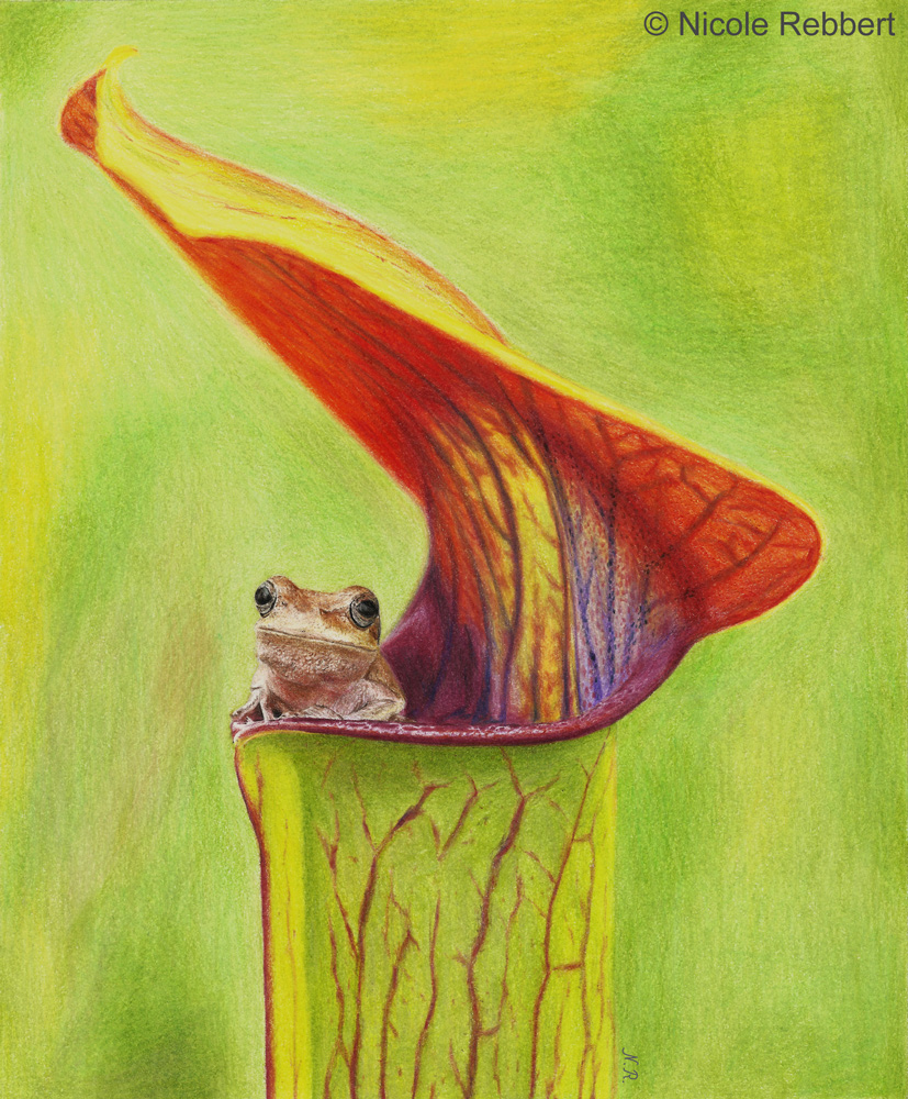 It's a trap - frog in pitcher plant