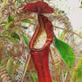Pitcher plant (drawing)