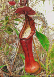 Pitcher plant (drawing)
