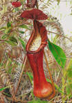 Pitcher plant (drawing) by Quelchii