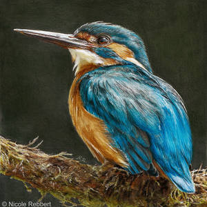 Kingfisher (drawing)