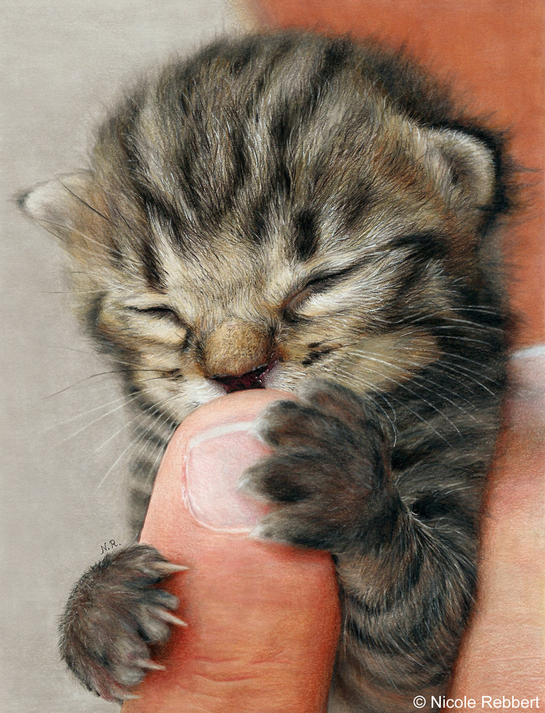 Kitten (drawing) by Quelchii