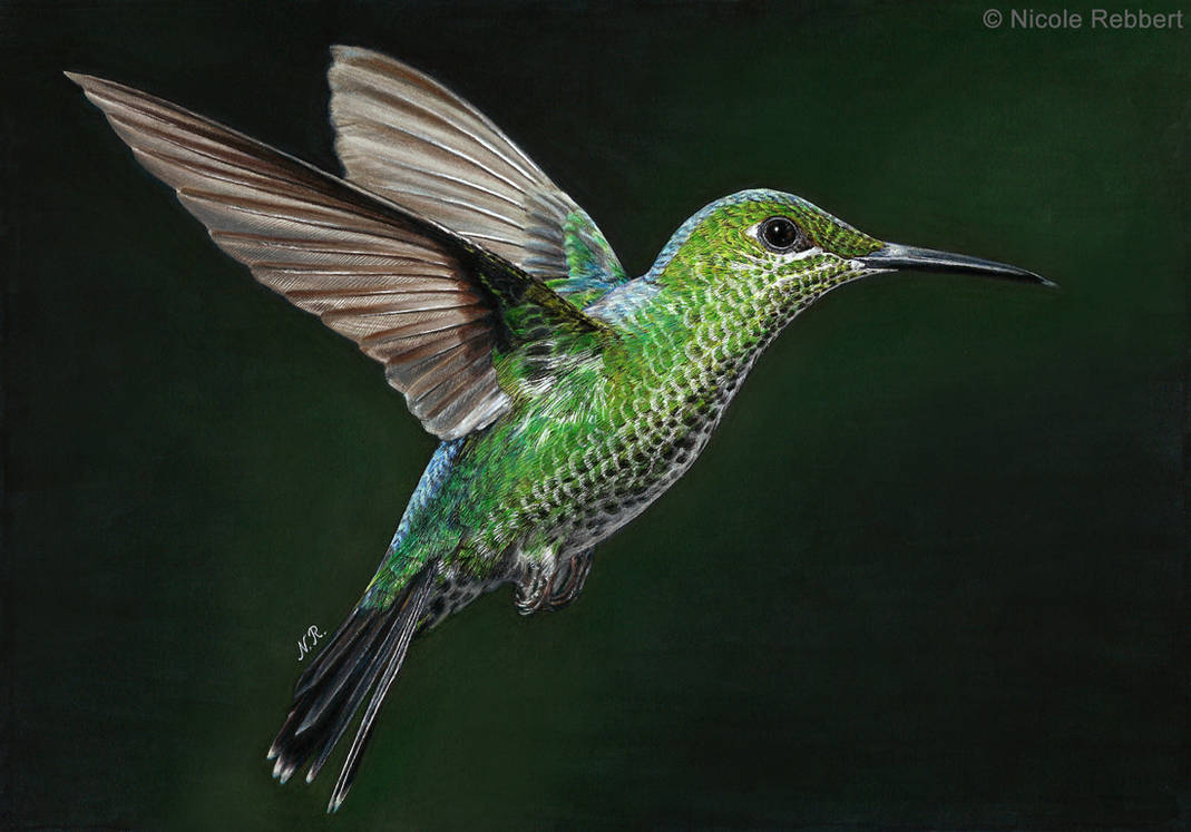 Hummingbird (drawing) by Quelchii