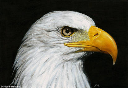 Eagle drawing