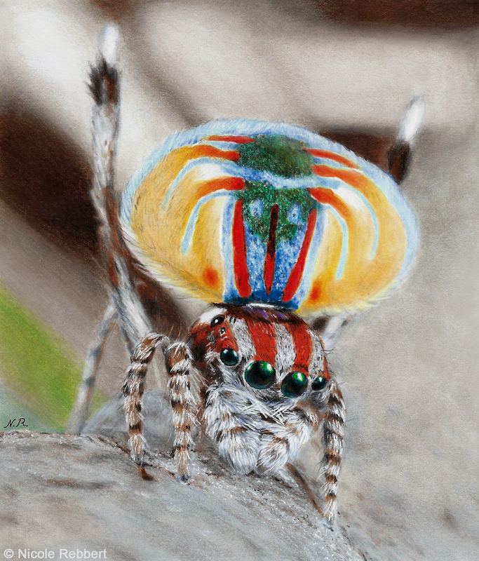 Peacock Spider drawing by Quelchii