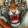 Tiger (drawing)