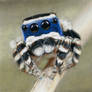 Peacock Spider (drawing)
