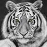 Black and White Tiger (drawing)