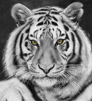 Black and White Tiger (drawing)