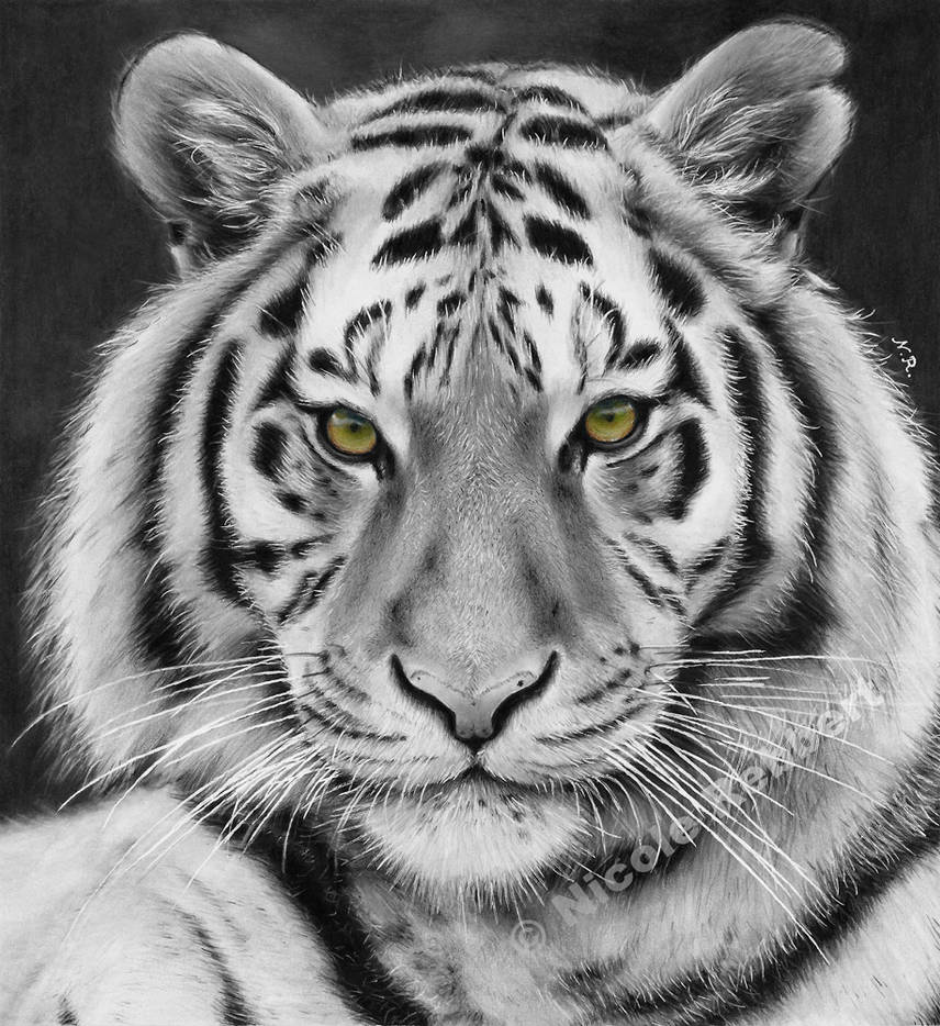 Black and White Tiger (drawing) by Quelchii