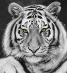 Black and White Tiger (drawing) by Quelchii
