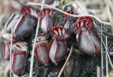 Carnivorous Plants of Australia (drawing)