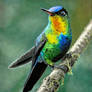Hummingbird (drawing)