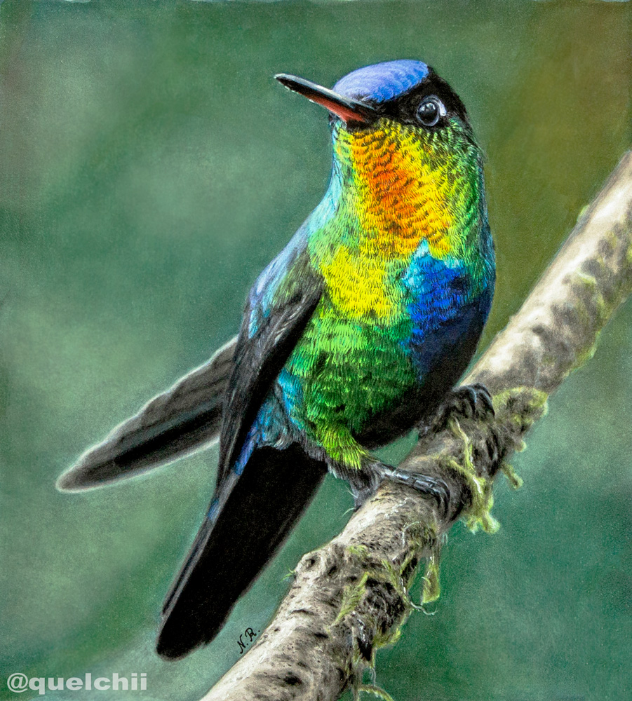 Hummingbird (drawing)