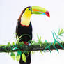 Toucan drawing