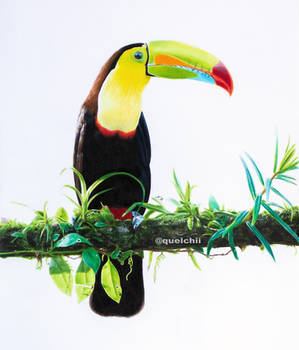 Toucan drawing