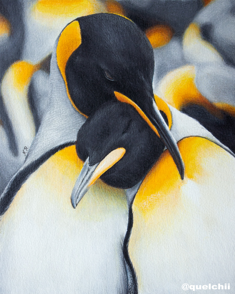 Penguin drawing