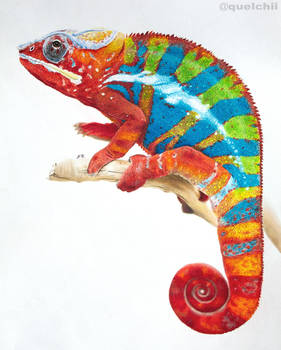 Chameleon drawing