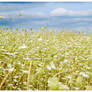 Field of flowers