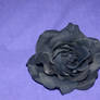 STOCK PHOTO black rose