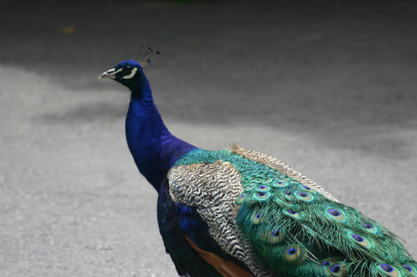 STOCK PHOTO peacock2