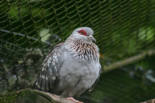 STOCK PHOTO bird10