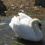STOCKPHOTO swan12