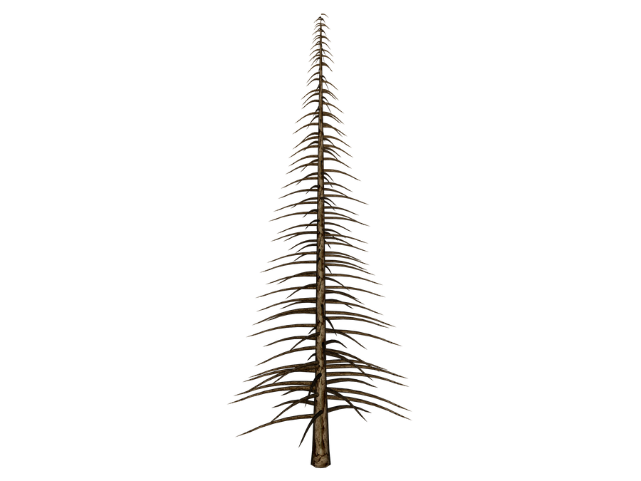 STOCK PNG its a naked tree