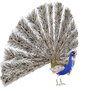 STOCK PNG peacock3
