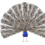 STOCK PNG peacock4