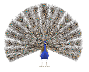 STOCK PNG peacock4