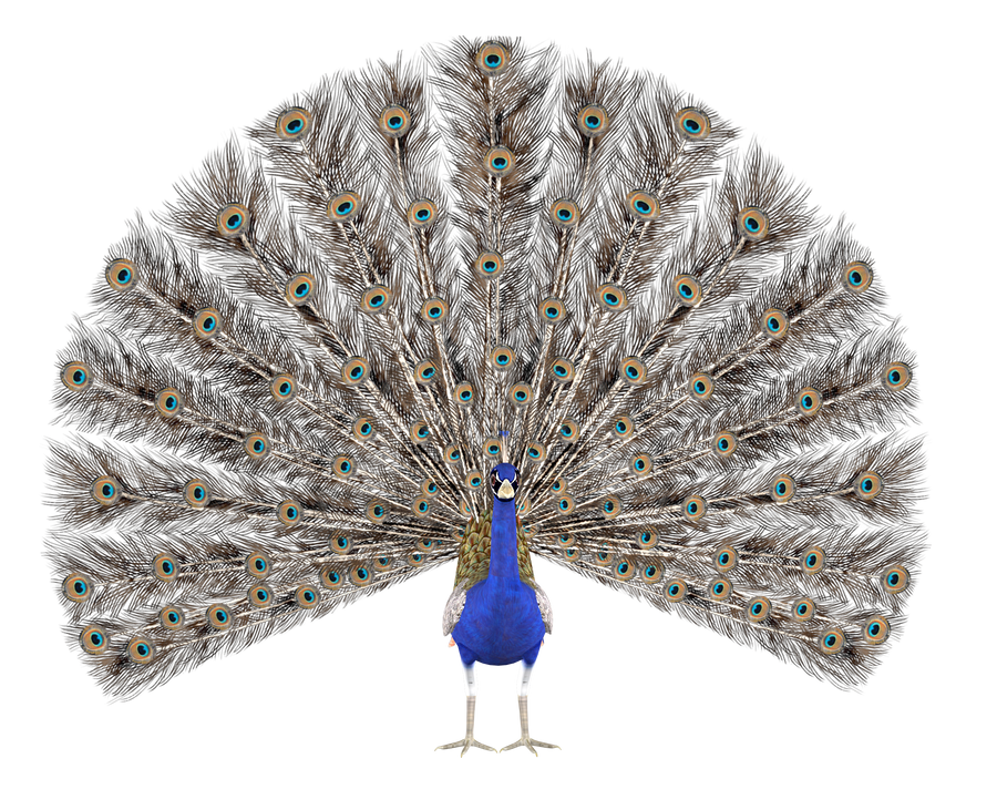 STOCK PNG peacock4