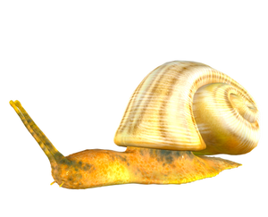 STOCK PNG snail by MaureenOlder