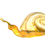 STOCK PNG snail2