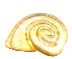 STOCK PNG snail4