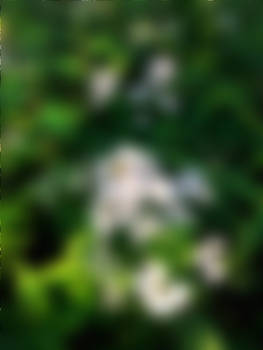 STOCK PHOTO green 3