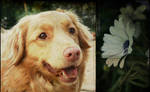 Flower of my life by Miraisis