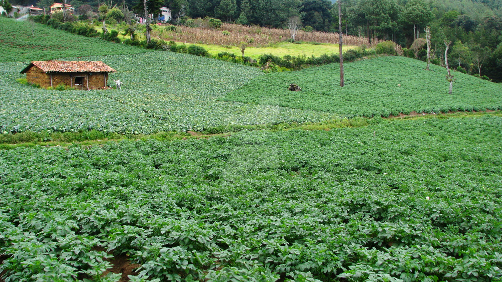 Crop Time