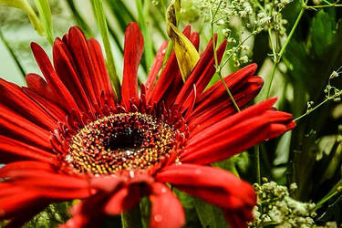 Red Flower