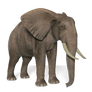 Elephant png