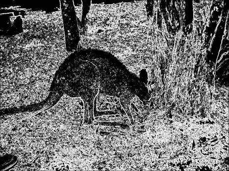 Disinterested Kangaroo