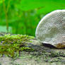 Mazegill Mushroom