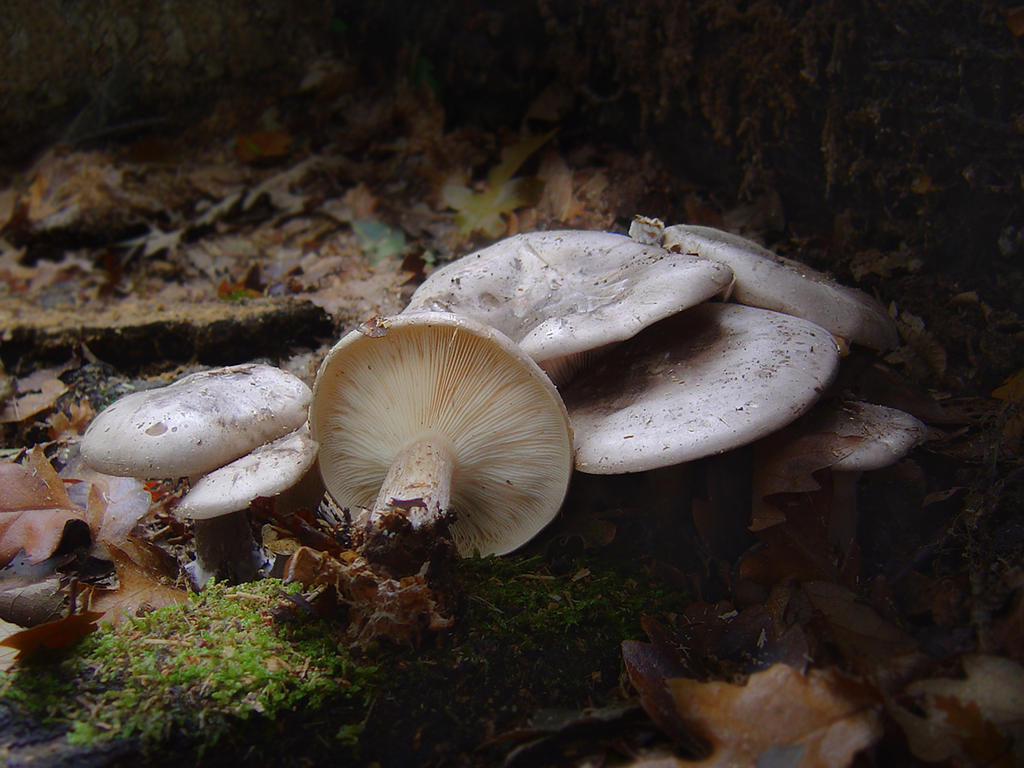 Clouded Agaric