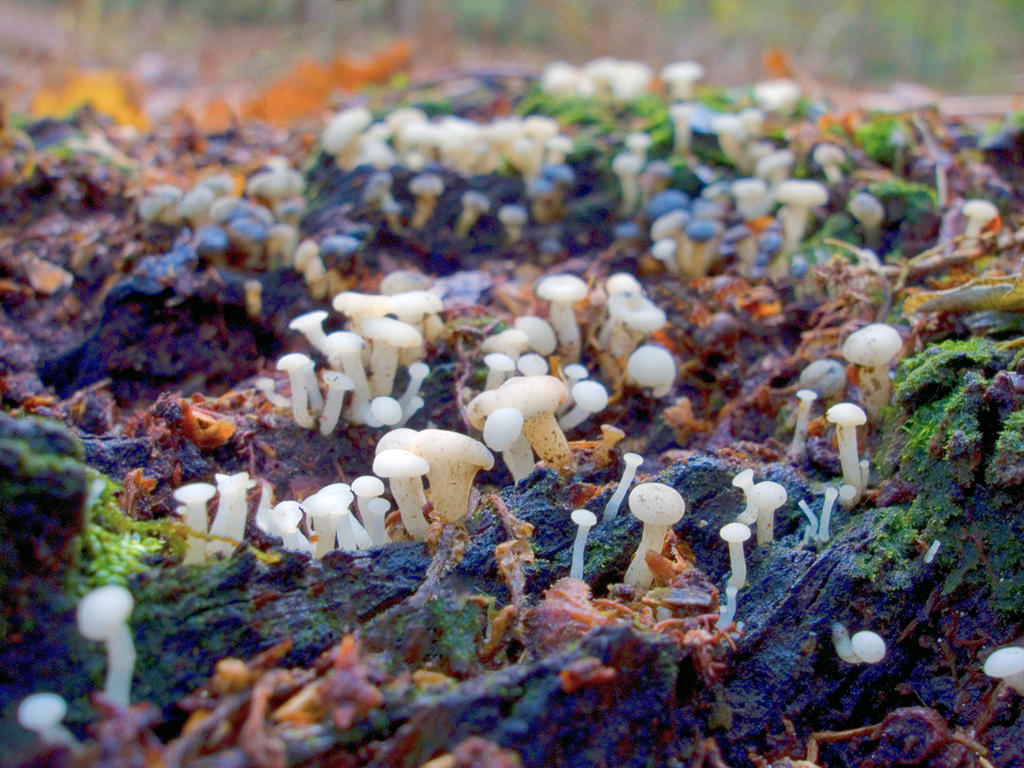 Cudoniella acicularis