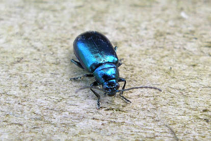 Turquoise Beetle 1