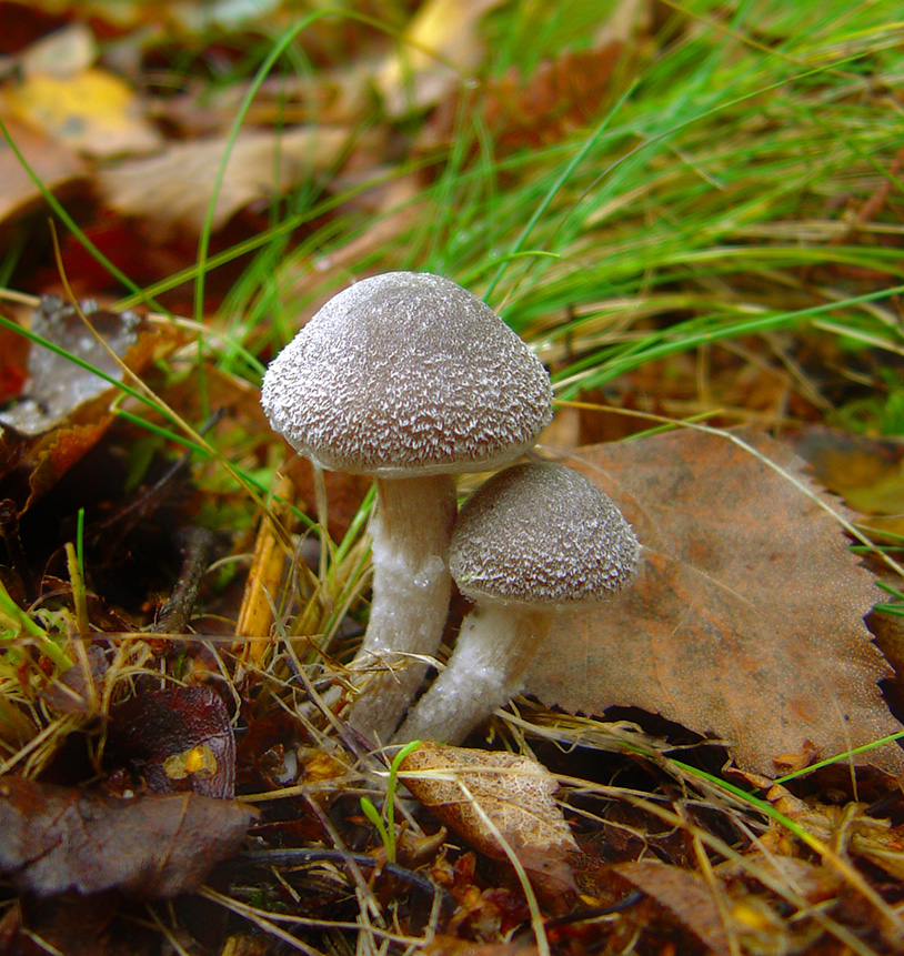 Cortinarius hemitrichus