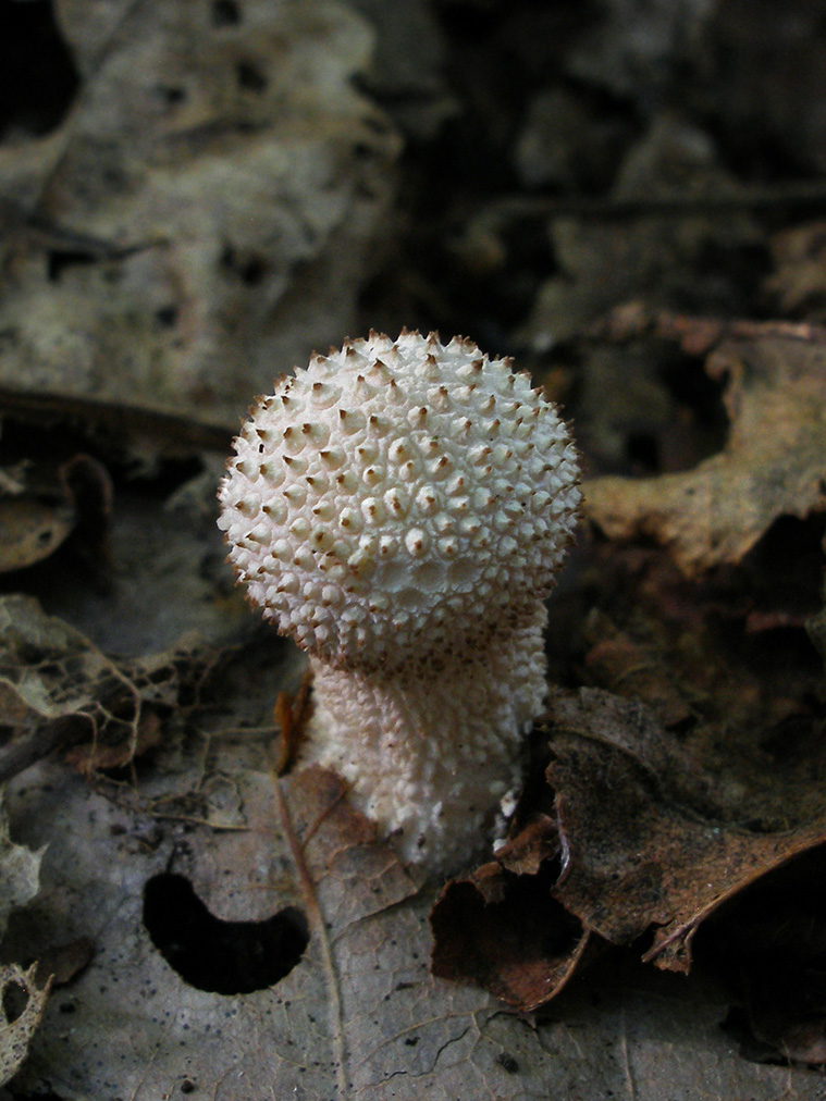 Puffball